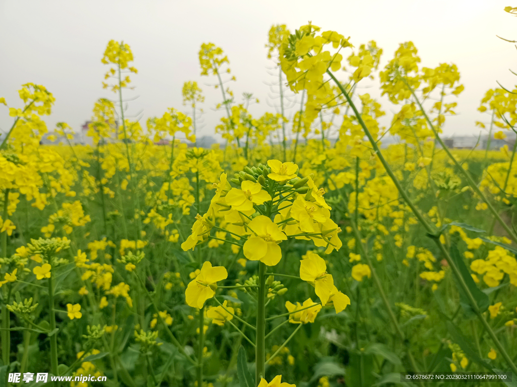 油菜花