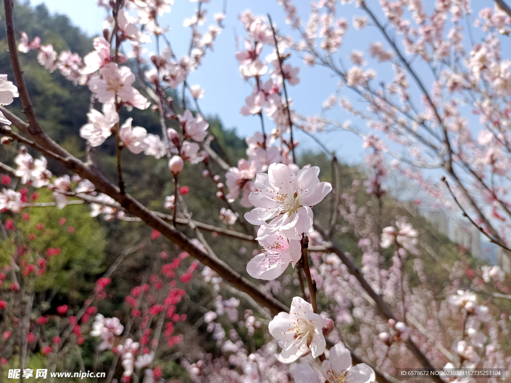 桃花