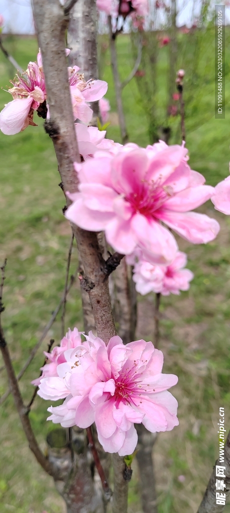 桃花