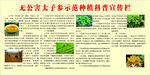 太子参宣传栏