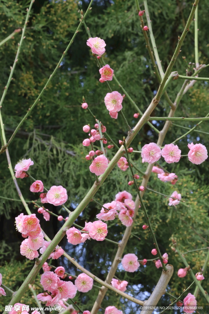 梅花