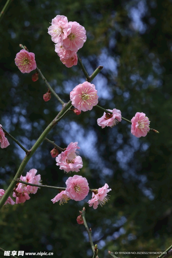 梅花 