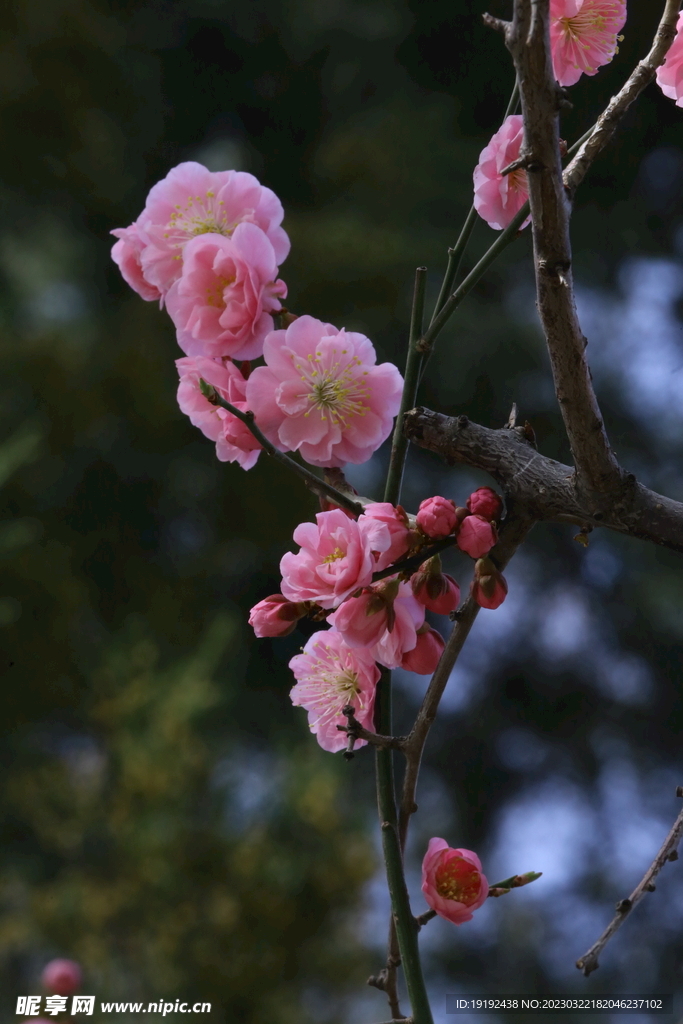 梅花