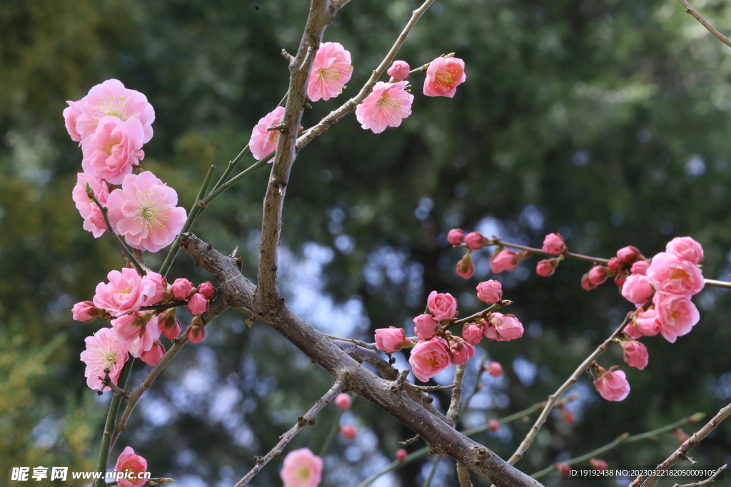 梅花