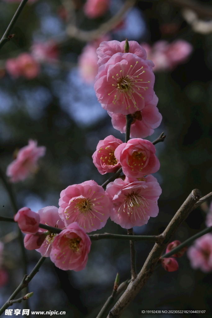 梅花 