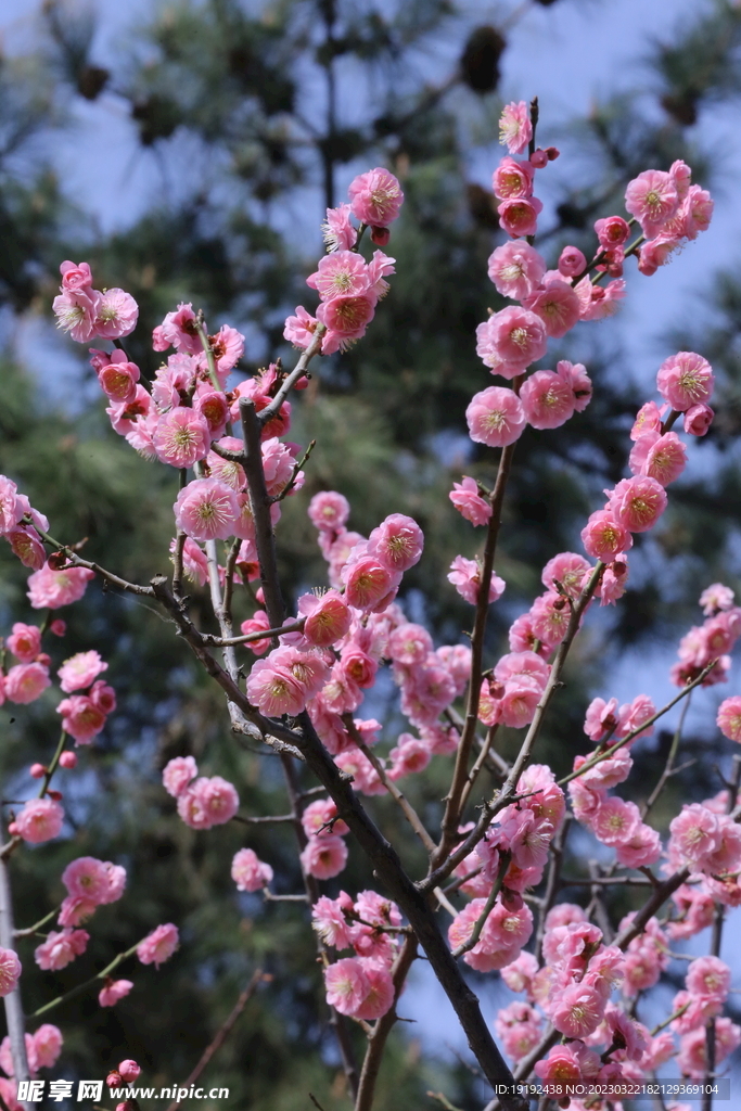 梅花 