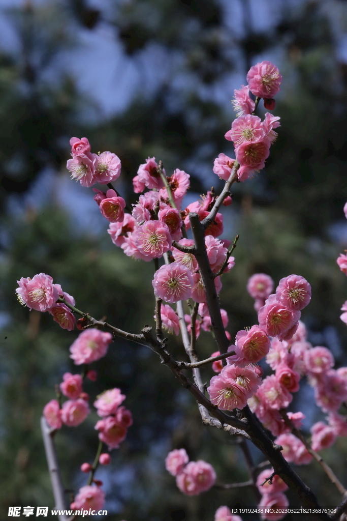 梅花 