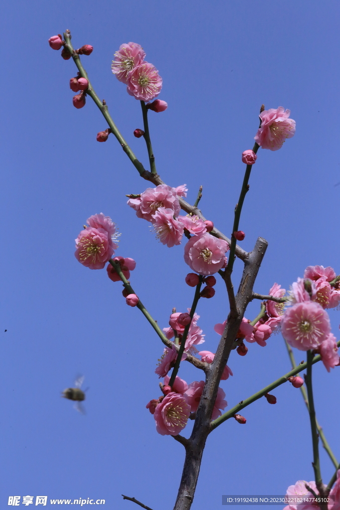 梅花 