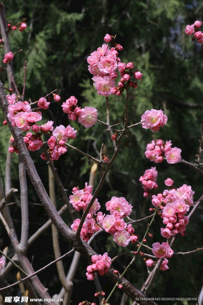 梅花