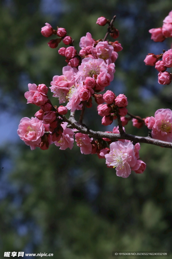 梅花 