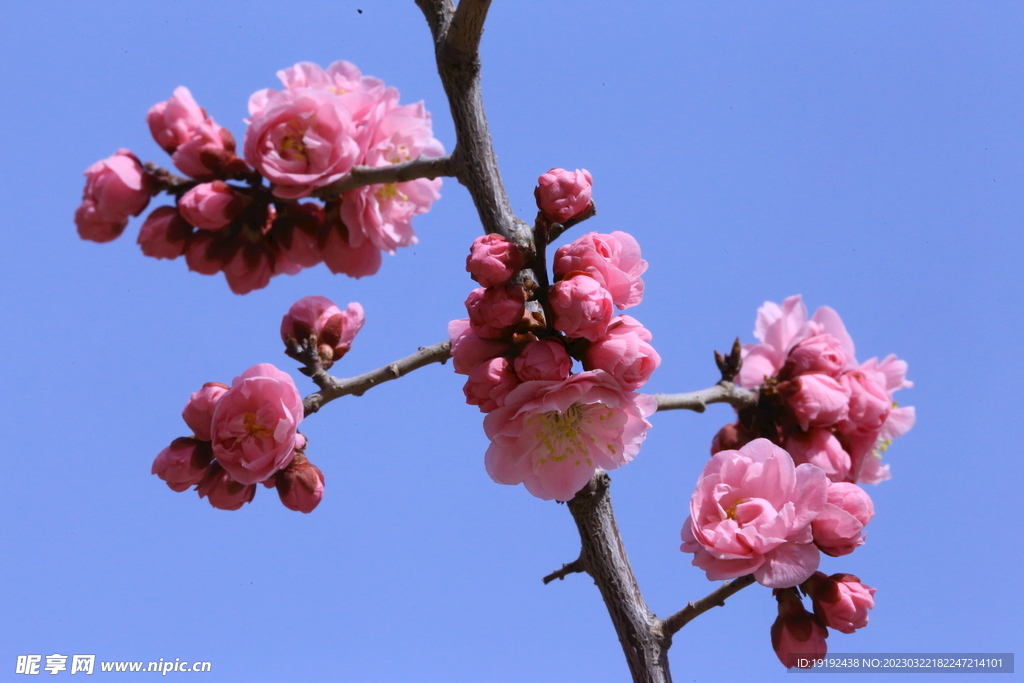 梅花 