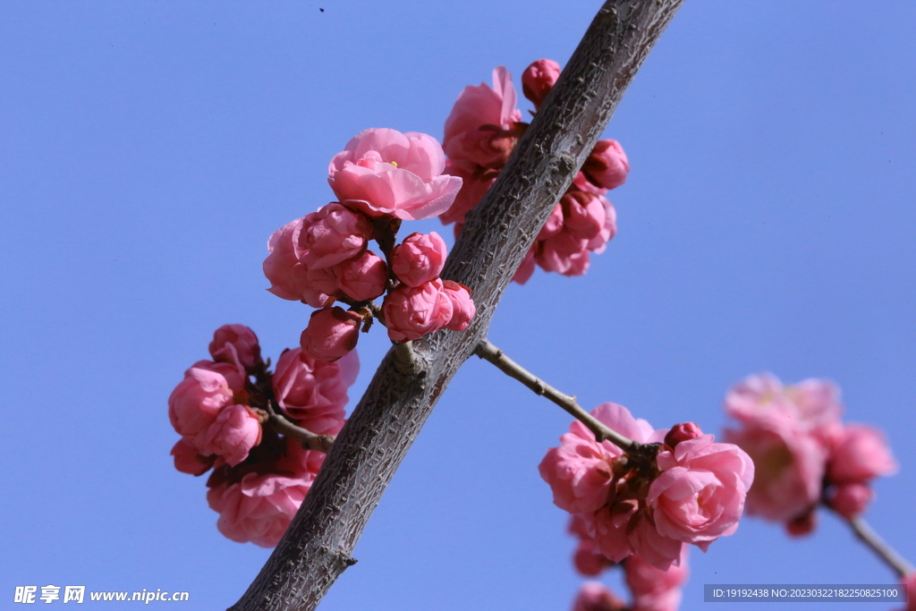 梅花
