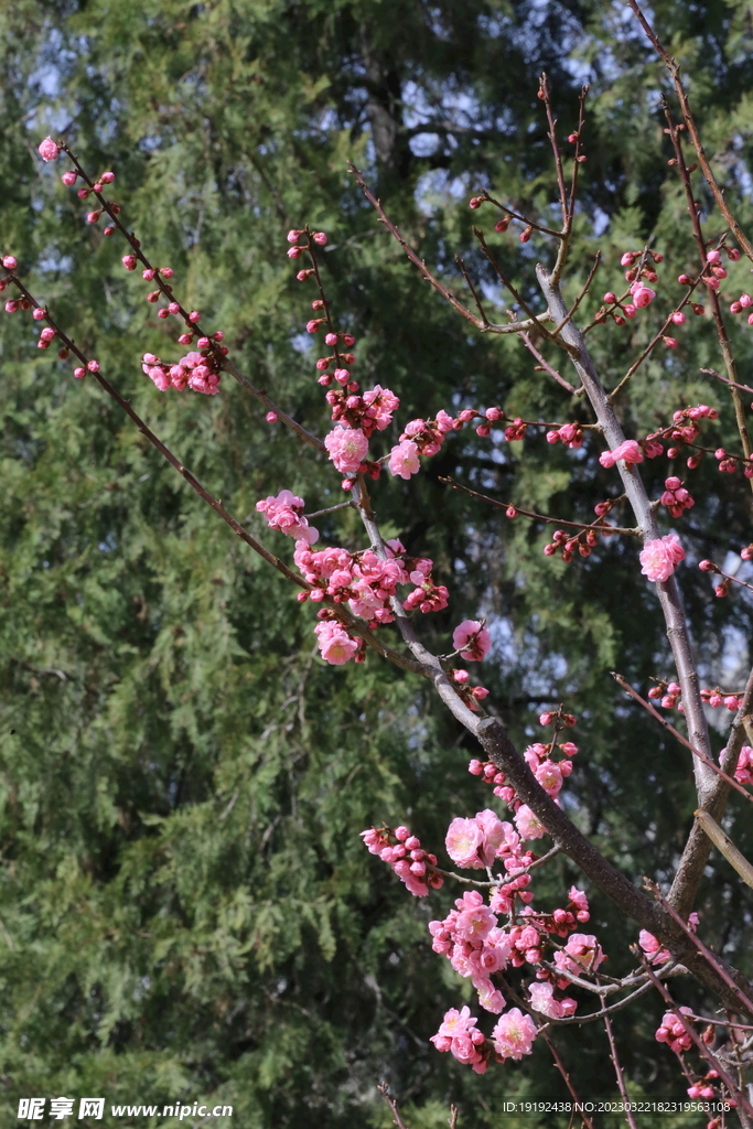 梅花 
