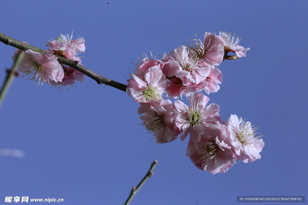 梅花 