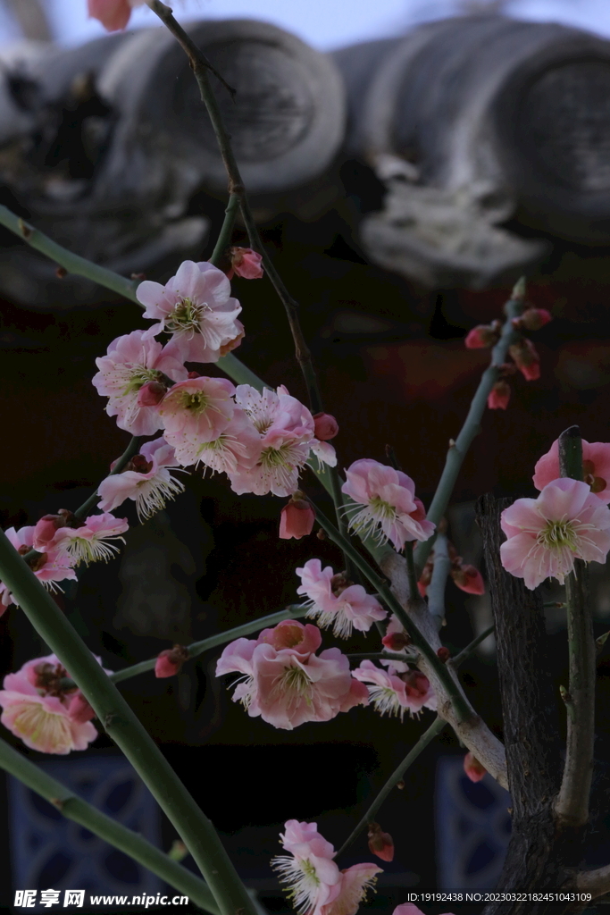 梅花 