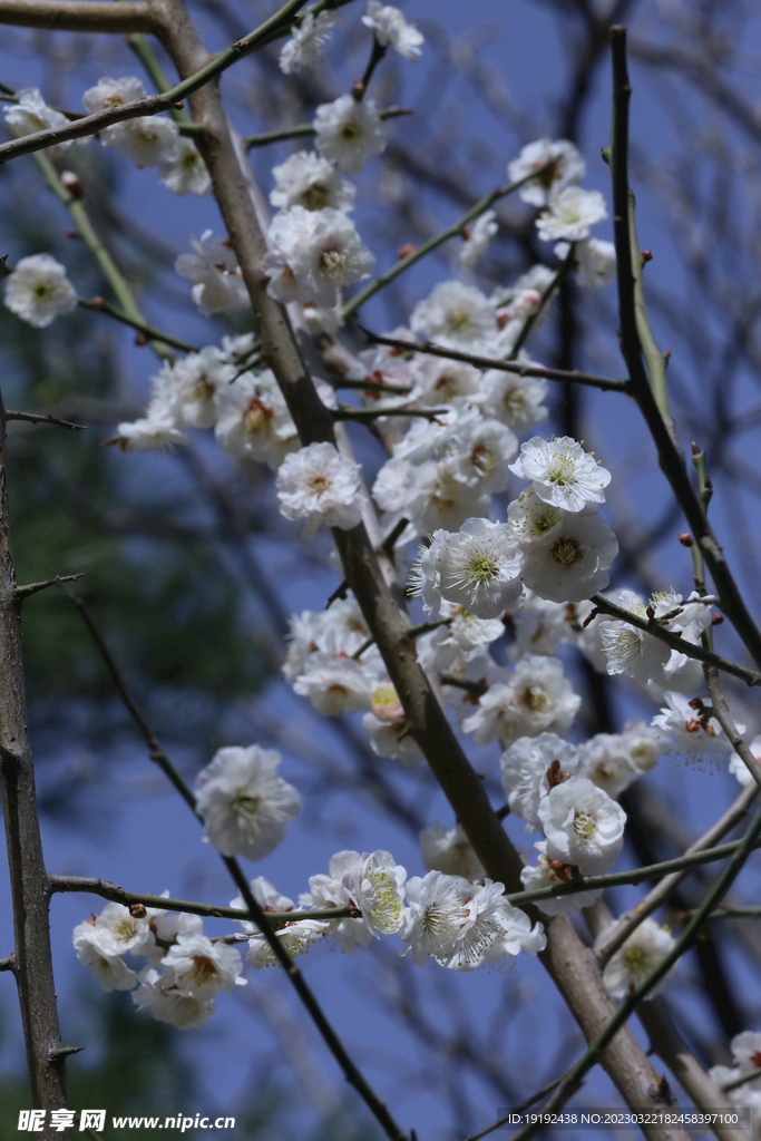 梅花 