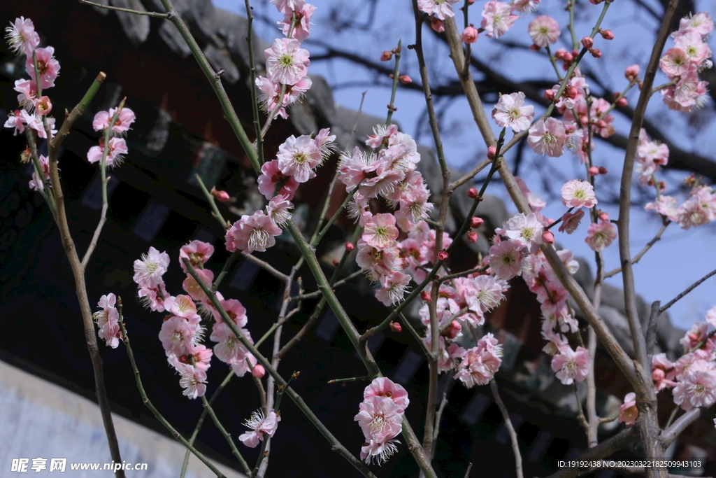 梅花 