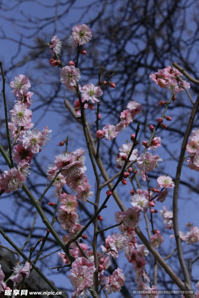 梅花 