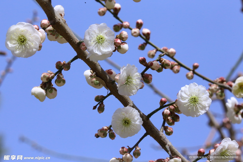 梅花