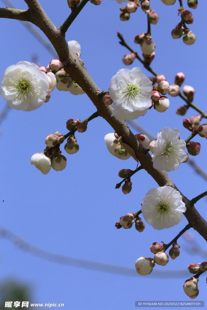 梅花