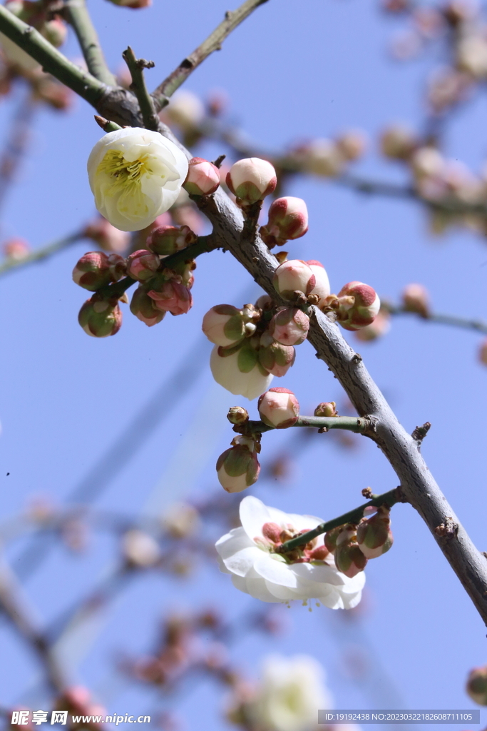 梅花 