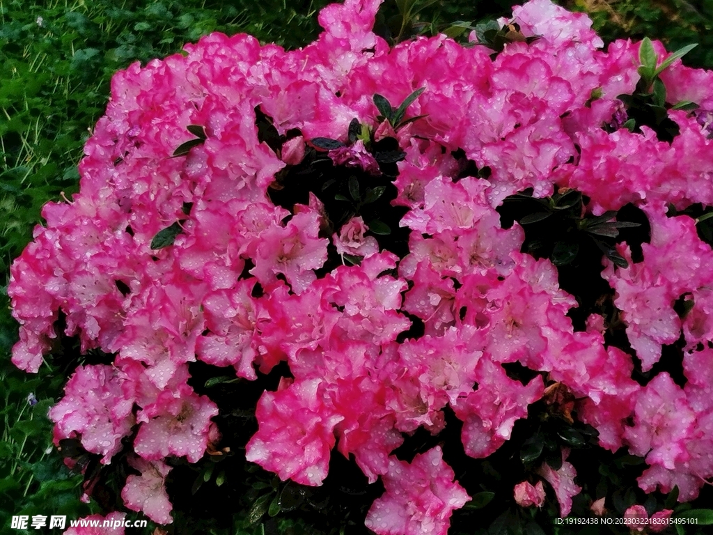 杜鹃花  