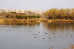 沈阳丁香湖春天景色