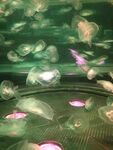 海蜇 鱼