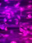 海蜇