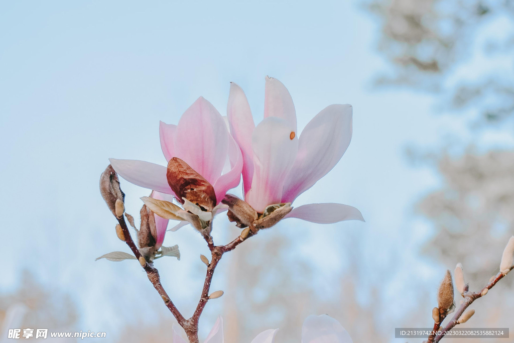 玉兰花高清特写摄影图