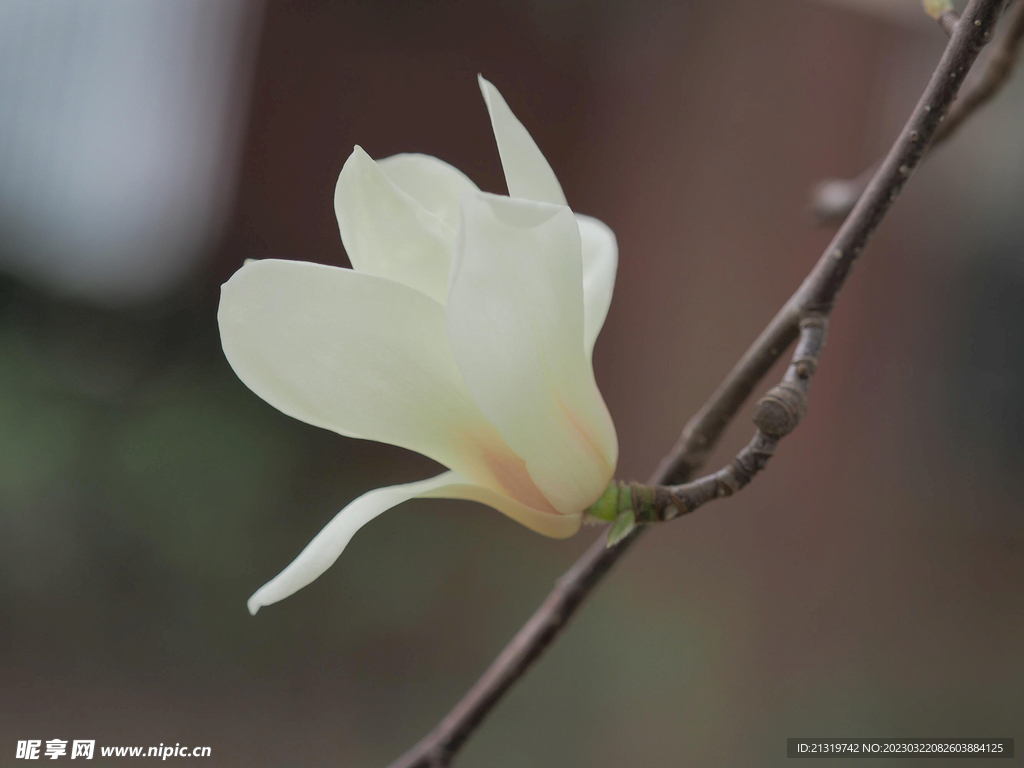 玉兰花特写摄影