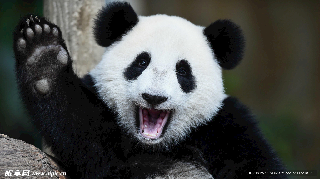 熊猫高清特写图片