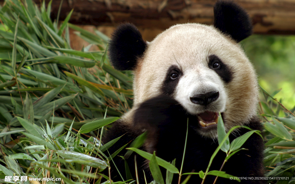 可爱熊猫吃竹子