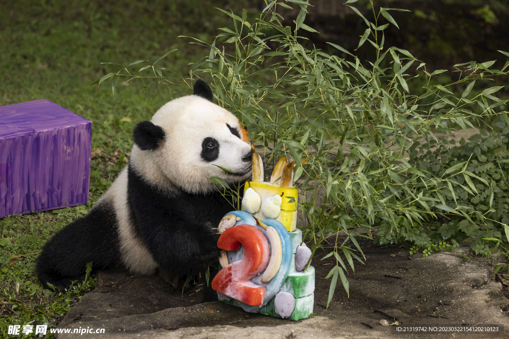 熊猫高清摄影图
