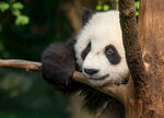 熊猫高清摄影