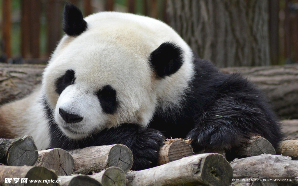 熊猫高清特写