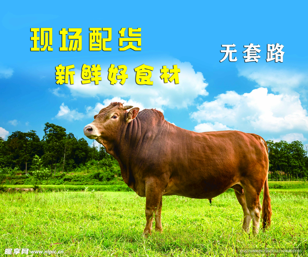 黄牛
