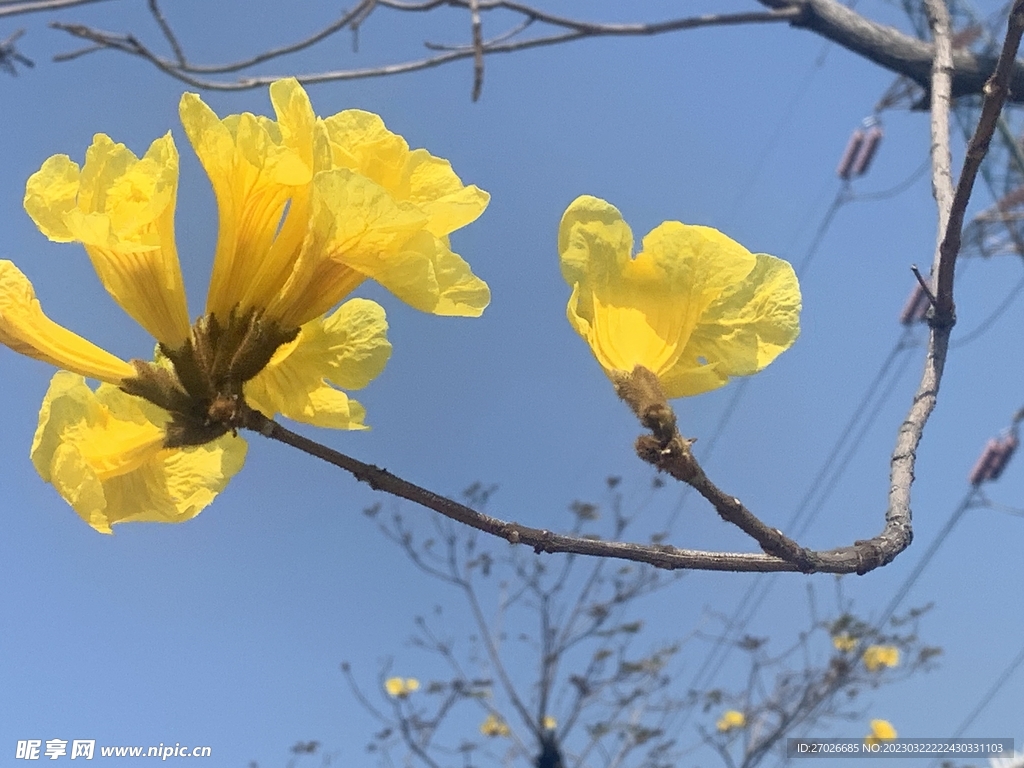 黄花风铃木