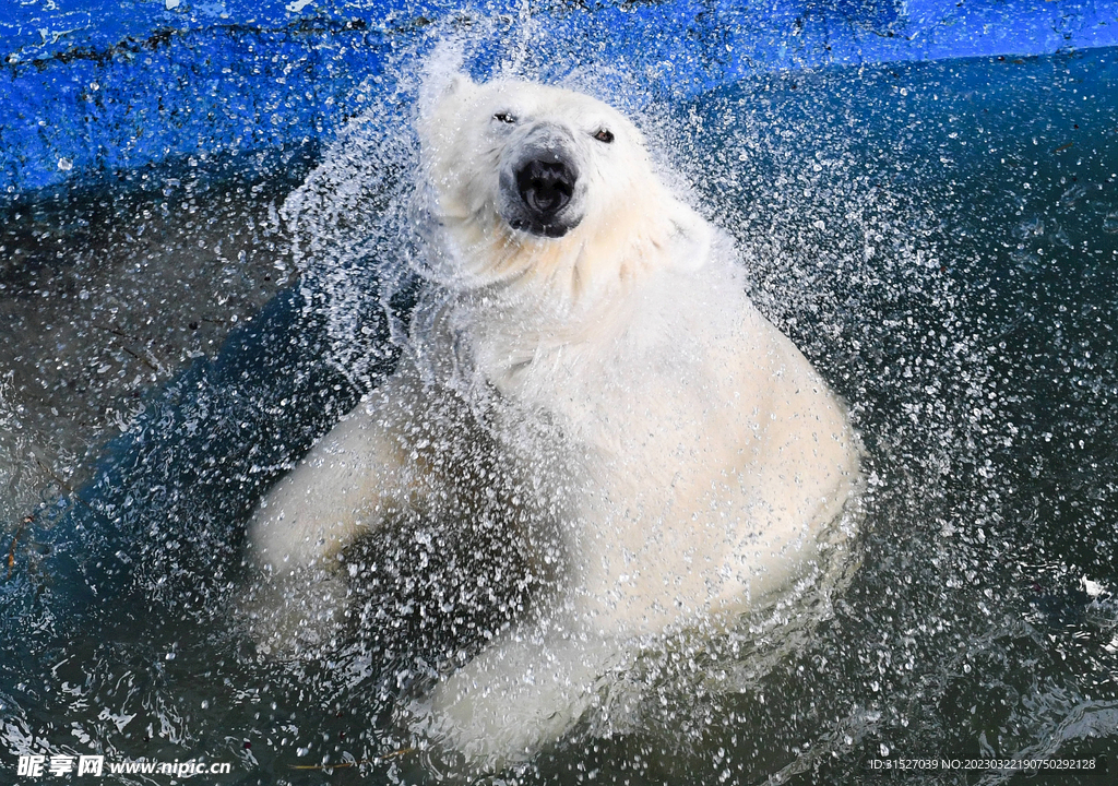 水里的北极熊