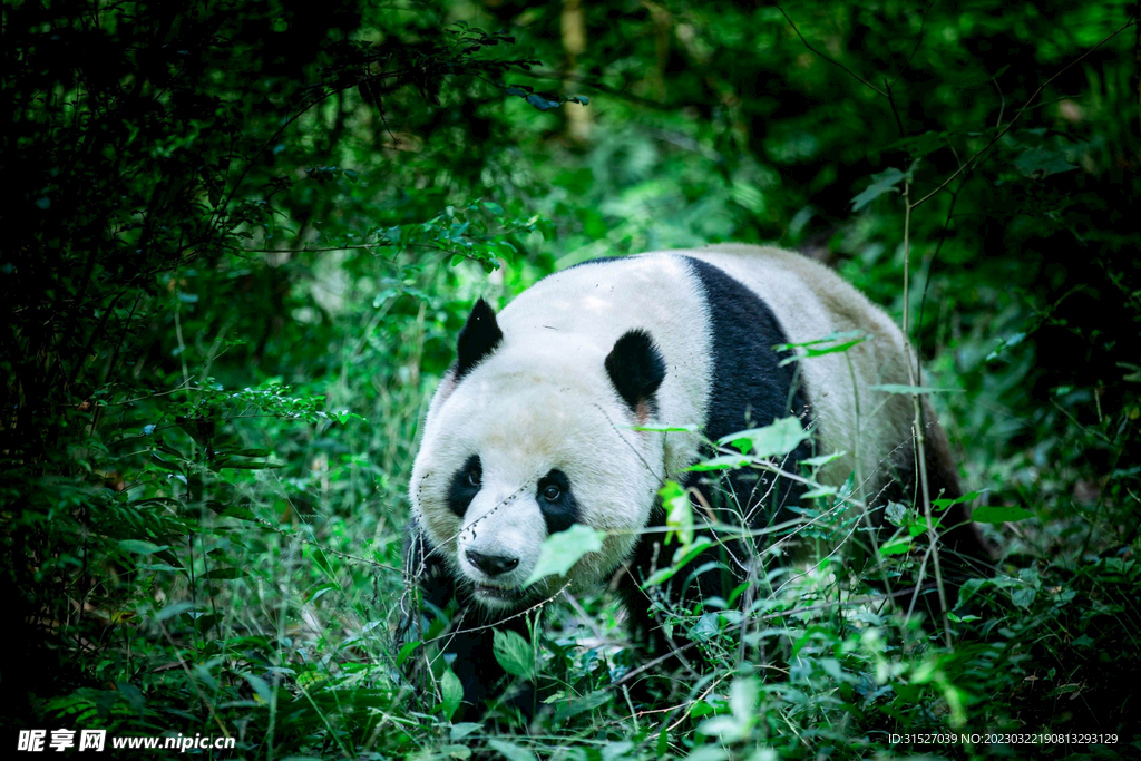草丛里的熊猫