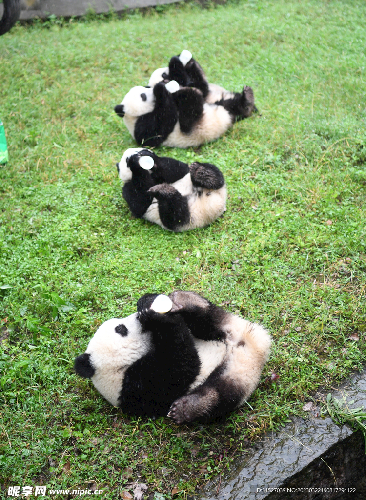 草地上玩耍的熊猫