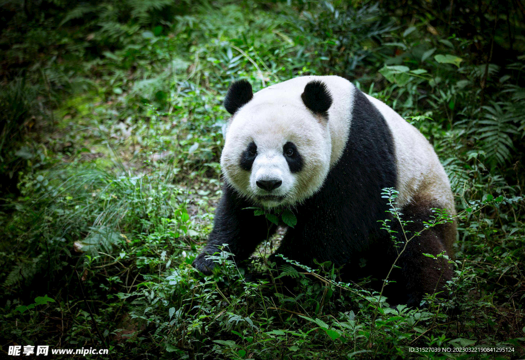 熊猫高清摄影大图
