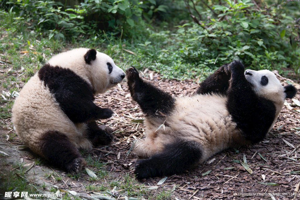 玩耍的大熊猫