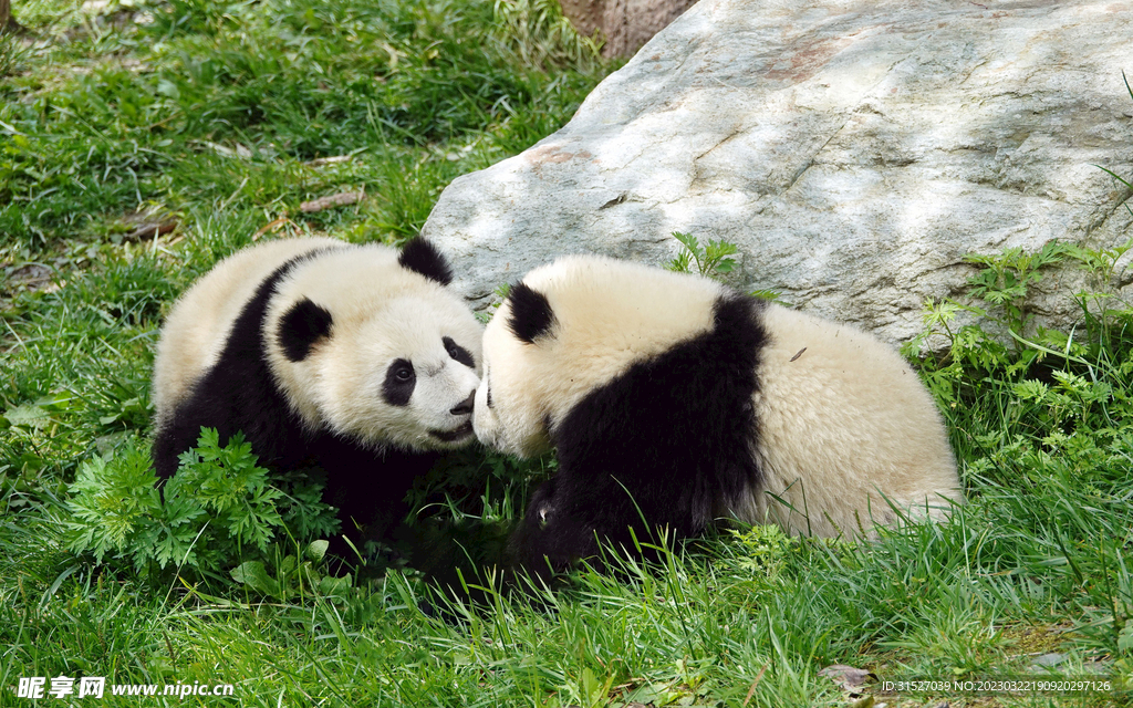 草丛里玩耍的熊猫