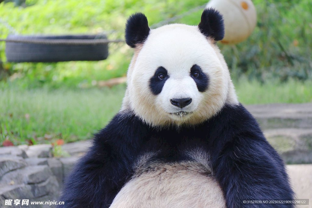 大熊猫高清大图
