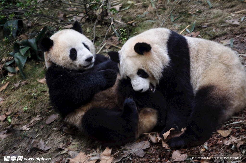 两只大熊猫摄影
