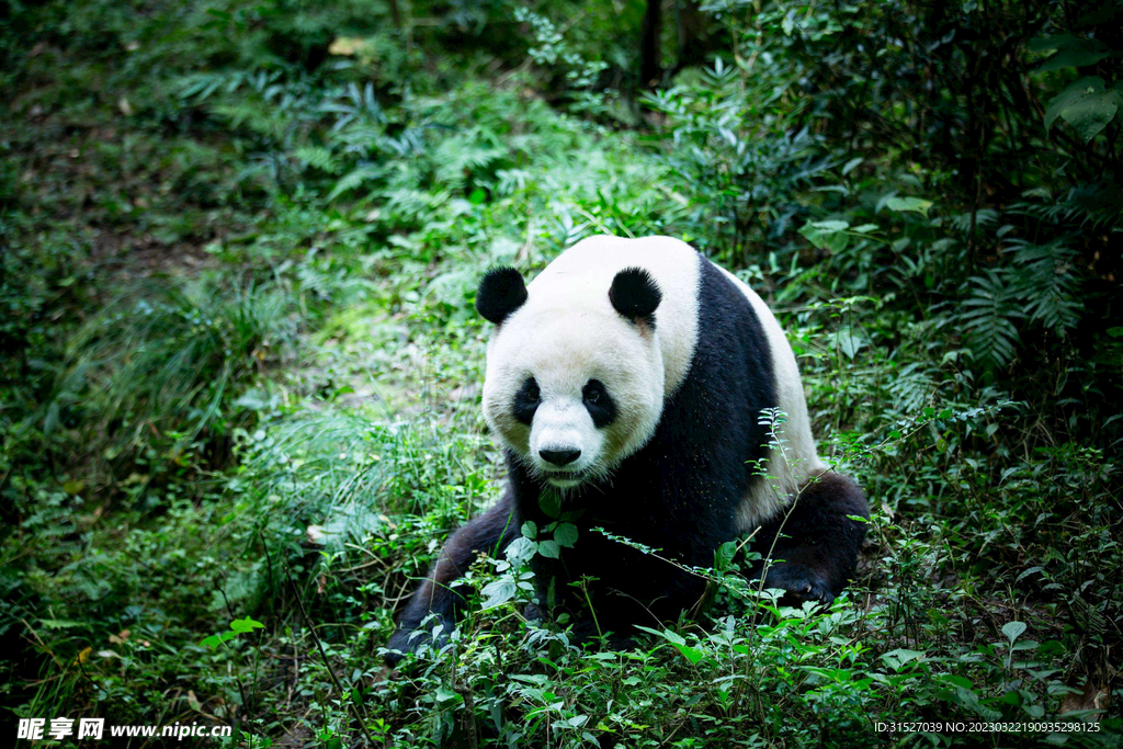 草丛里的大熊猫