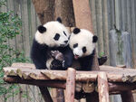 大熊猫摄影图