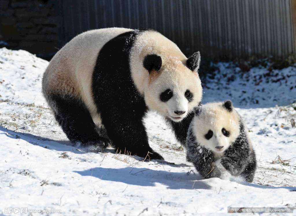 雪地里的大熊猫摄影图