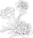 春天花背景 矢量牡丹花线稿
